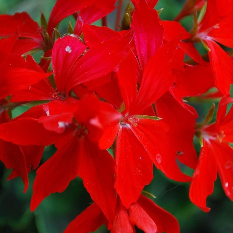 Firecracker Geranium
