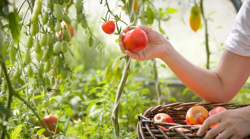 Harvest Promptly and Frequently