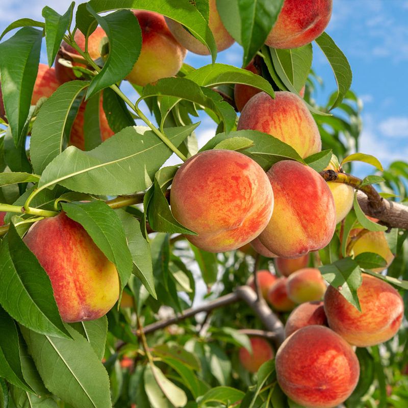 Peach Tree