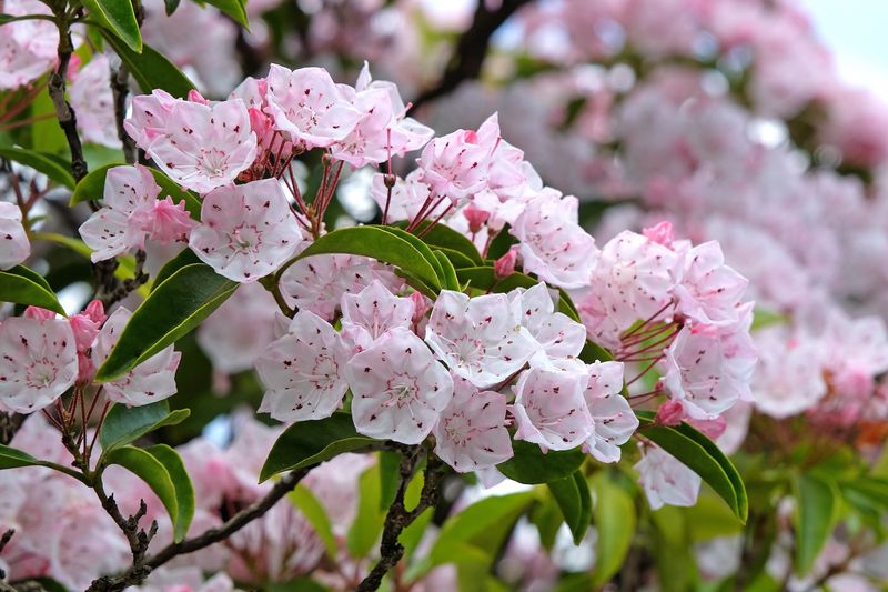 May: Mountain Laurel