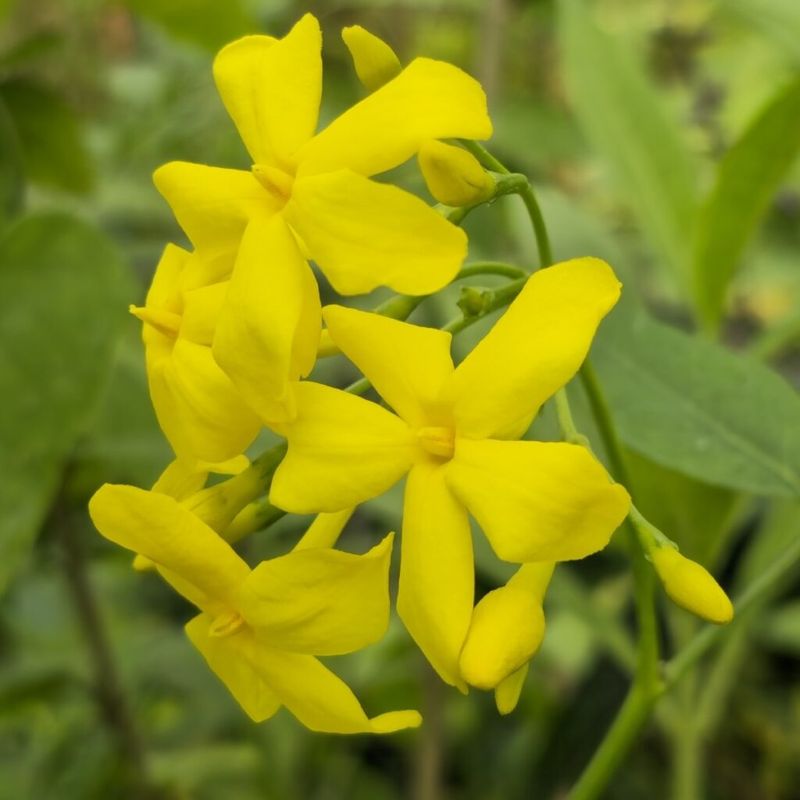 Italian Jasmine (Jasminum humile)