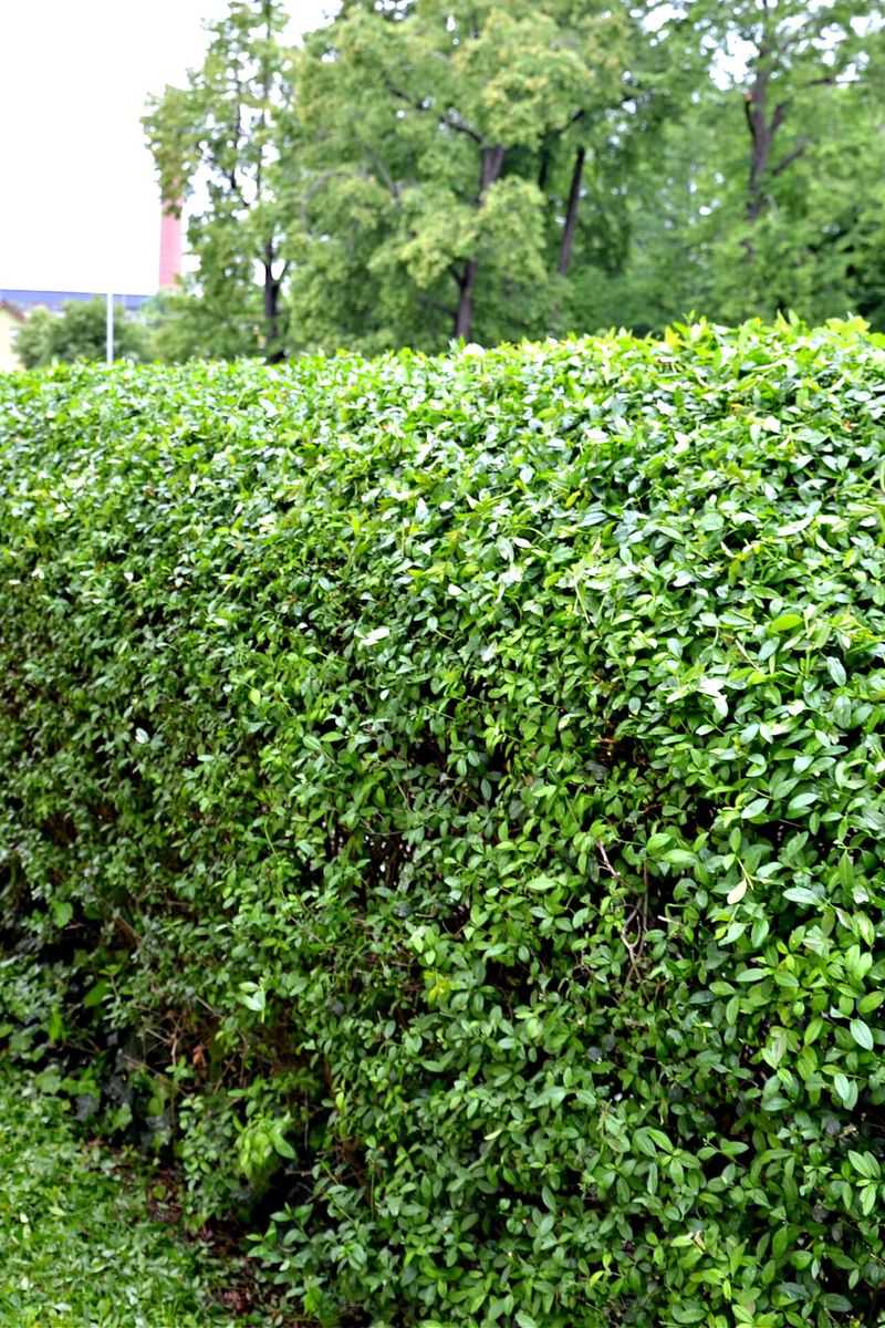 Privet (Ligustrum spp.)
