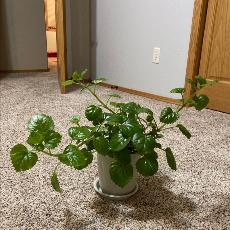 Swedish Ivy (Plectranthus verticillatus)