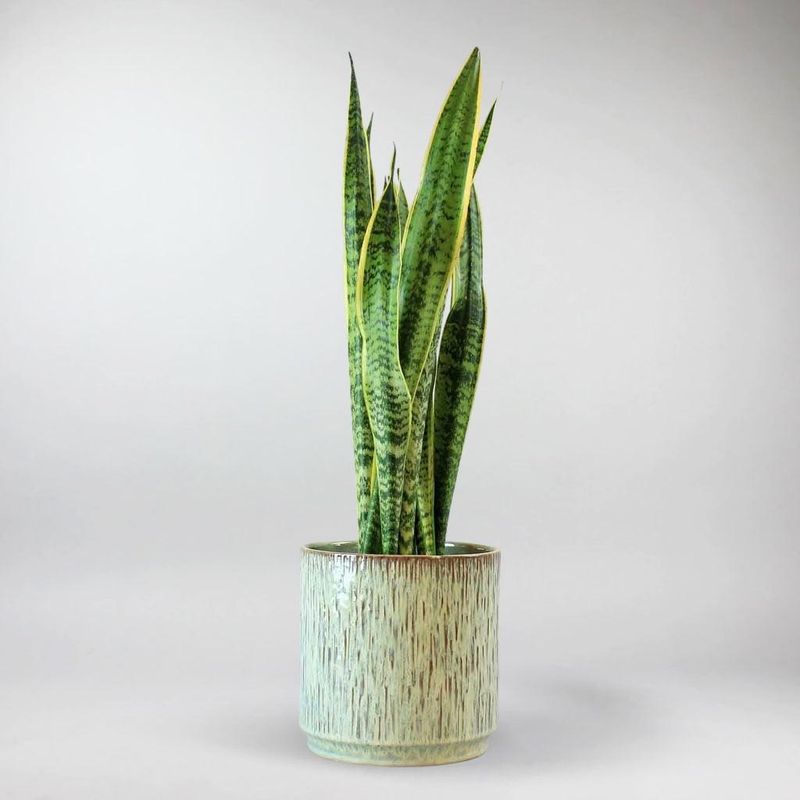 Snake Plant (Sansevieria)