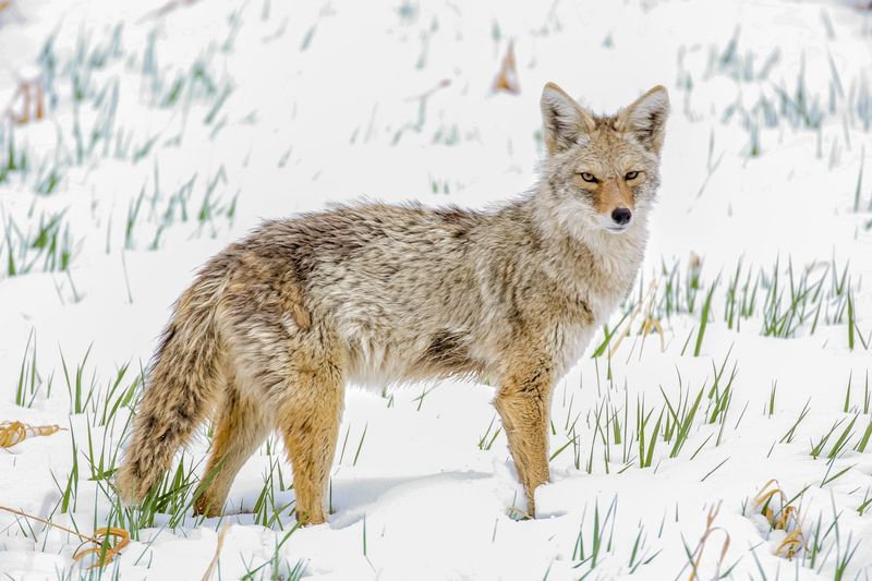 Colorado Mountain Towns See Bold Coyote Behavior