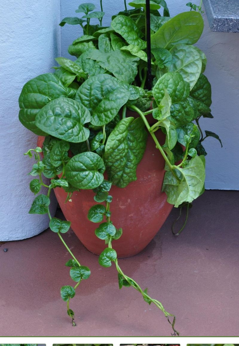 Malabar Spinach - Leafy Greens That Love the Heat
