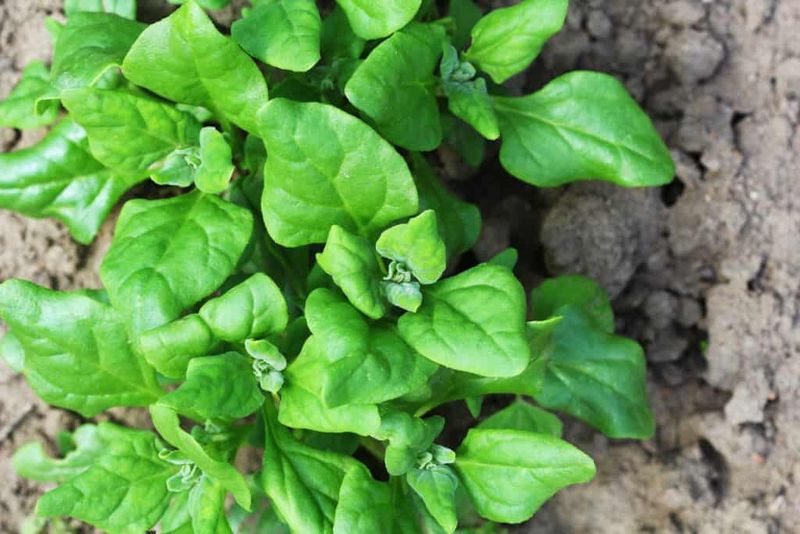 New Zealand Spinach - Ground-Hugging Heat Beater