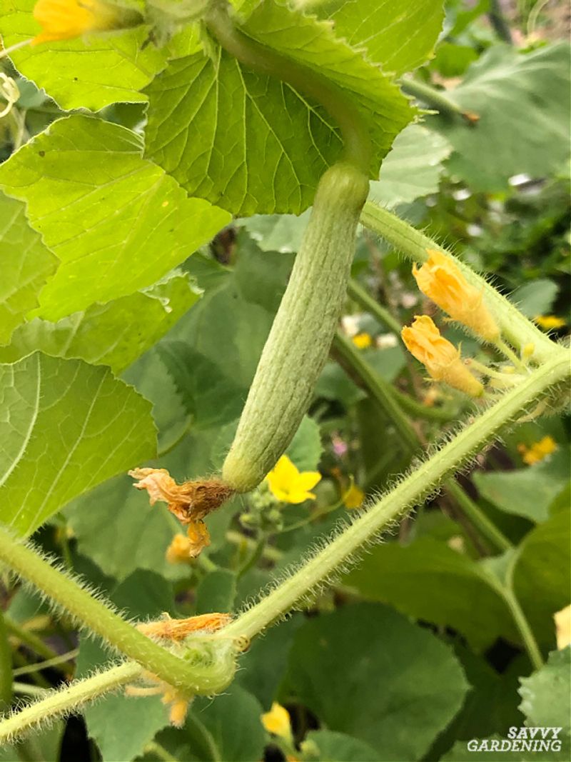 Armenian cucumber hanging from a trellis, ready to harvest