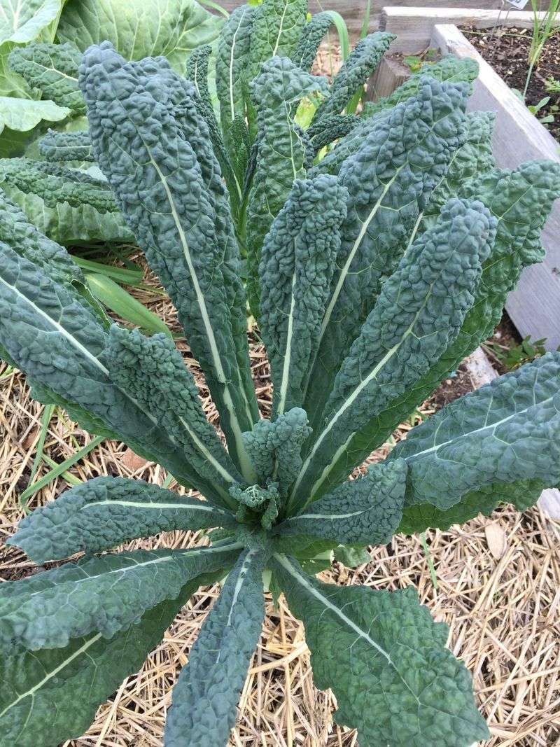 Kale