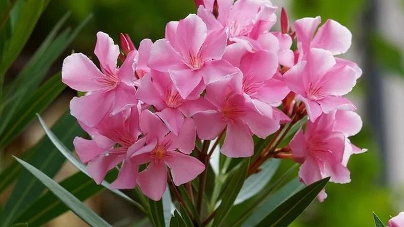 Oleander (Nerium oleander)