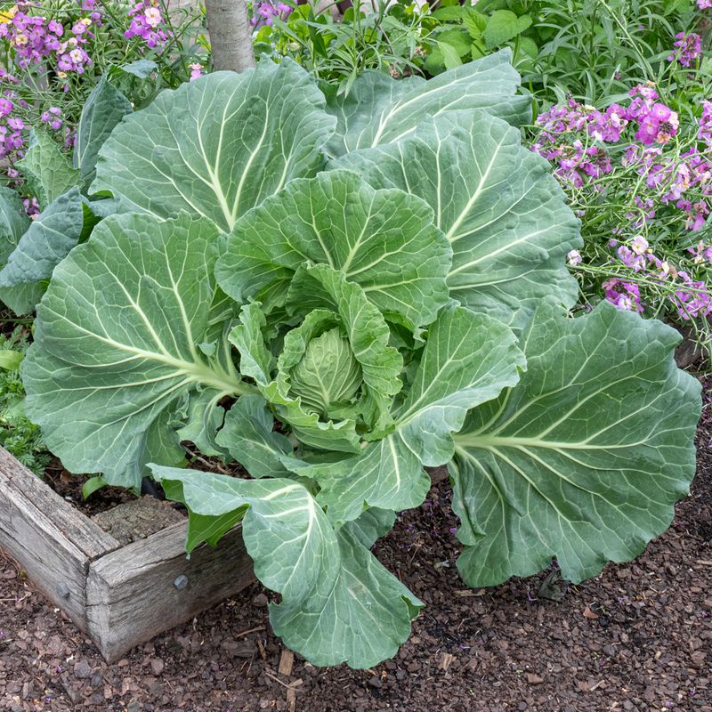 Cabbage