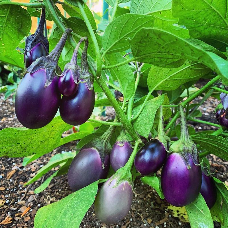 Eggplant (Solanum melongena)
