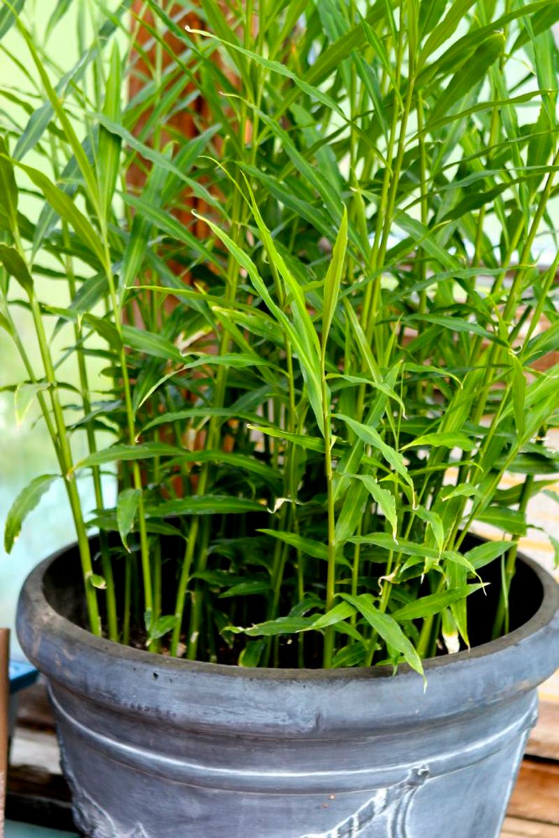 Ginger (Zingiber officinale)