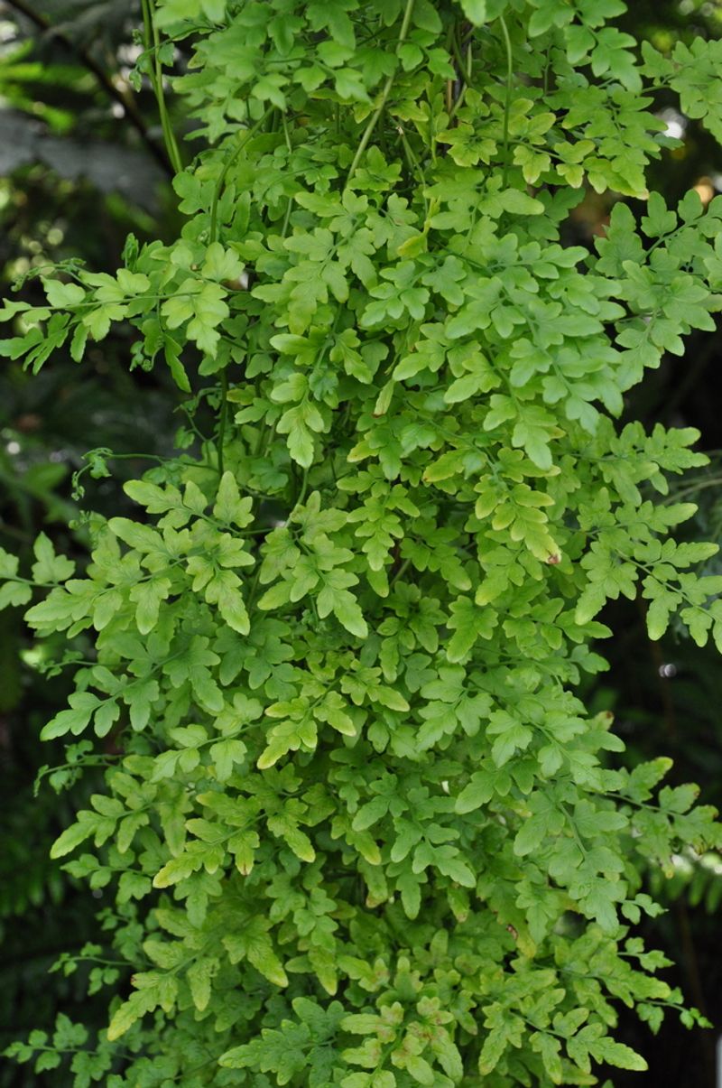 Japanese Climbing Fern