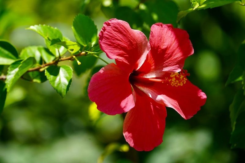 Hibiscus