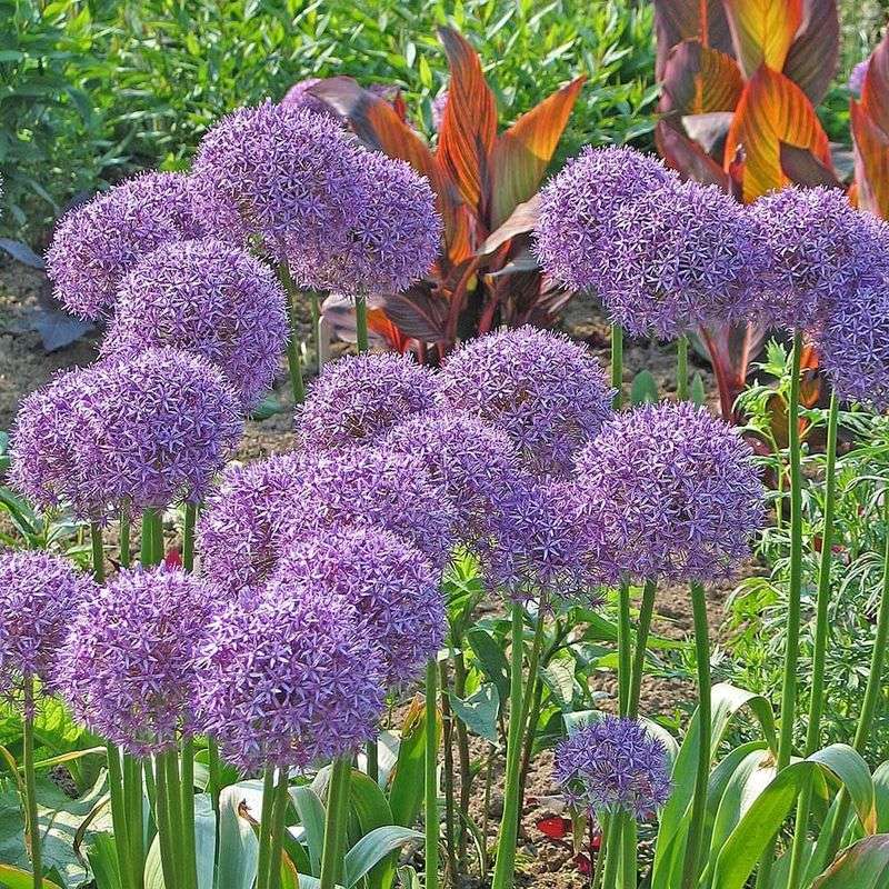 Allium (Allium 'Globemaster')