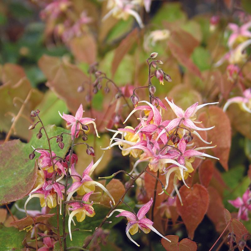 Epimedium