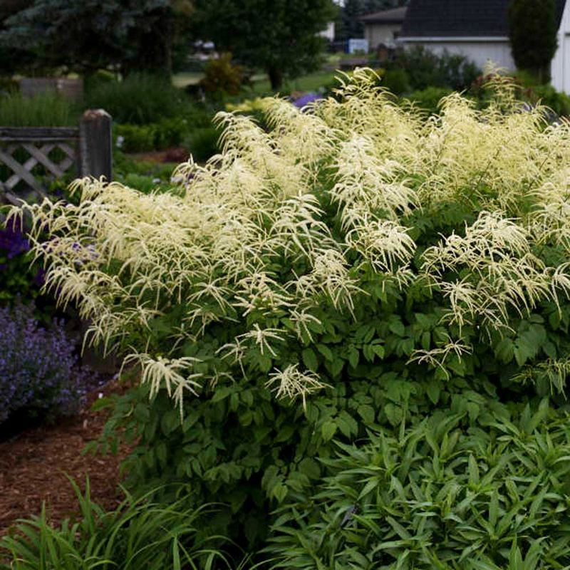 Goatsbeard (Aruncus dioicus)