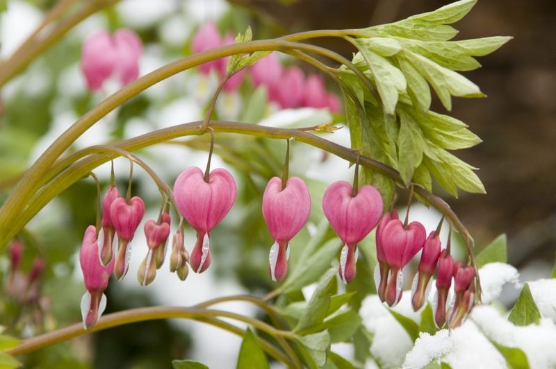 Bleeding Heart (Dicentra)