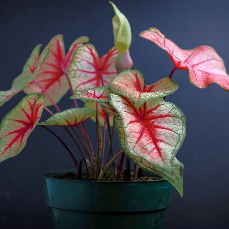 Caladium