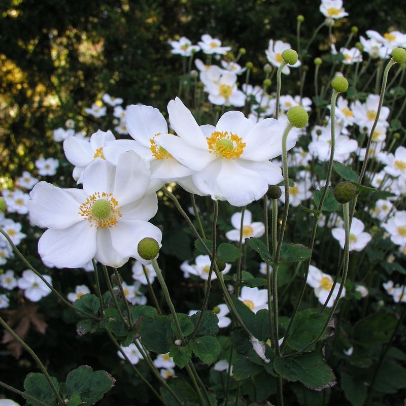 Japanese Anemone