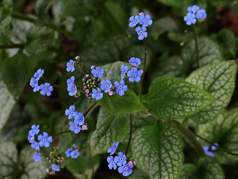 Brunnera