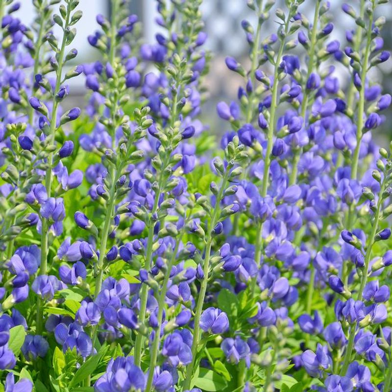 Baptisia (False Indigo)