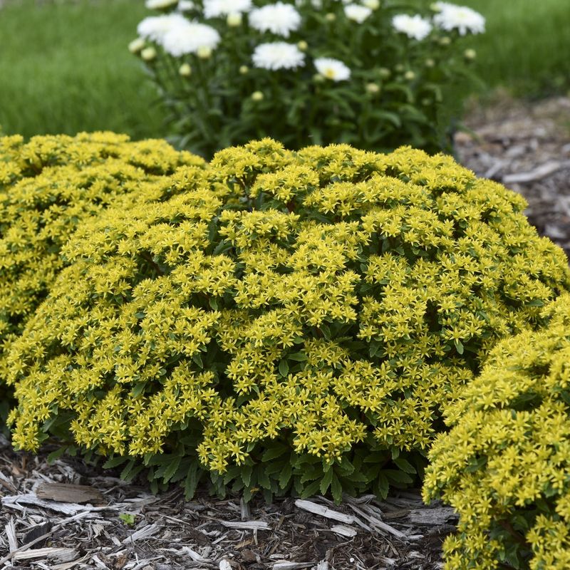 Sedum