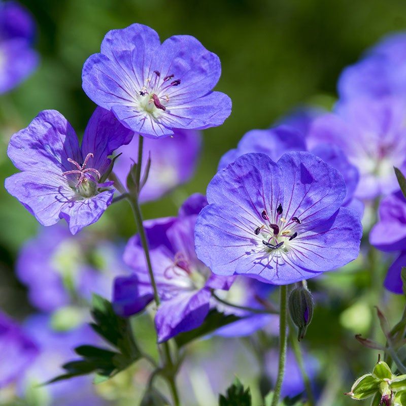 Geranium (Geranium Rozanne)