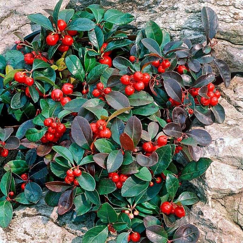 Gaultheria procumbens (Wintergreen)