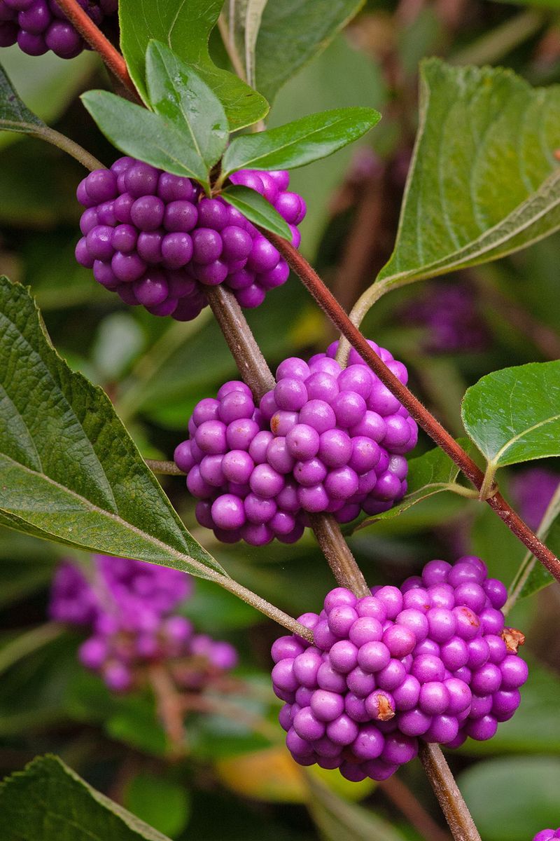 September: Beautyberry