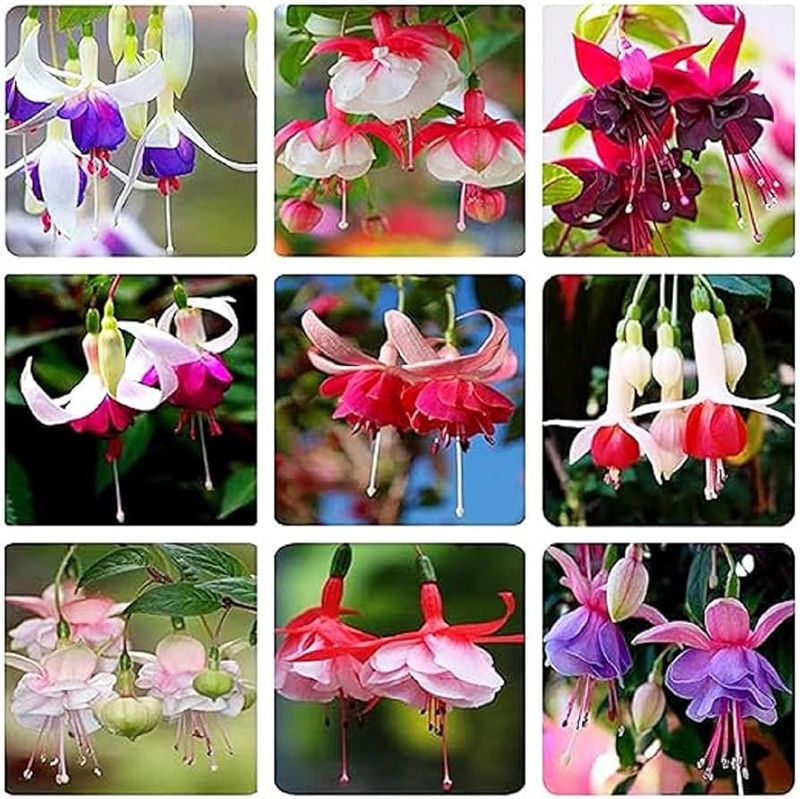 Rainbow Fuchsia
