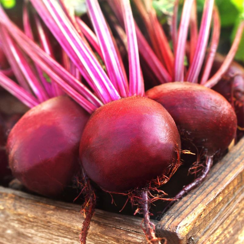 Bull’s Blood Beet