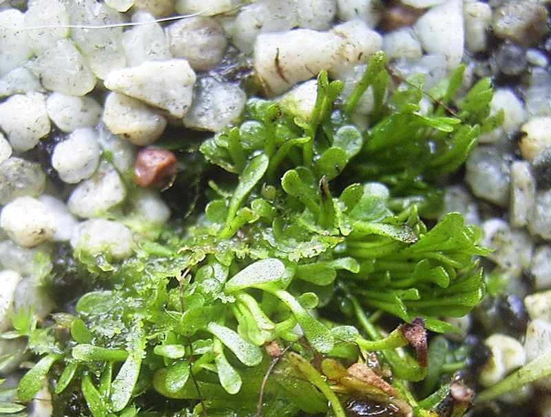 Lobster Pot Plant (Genlisea)