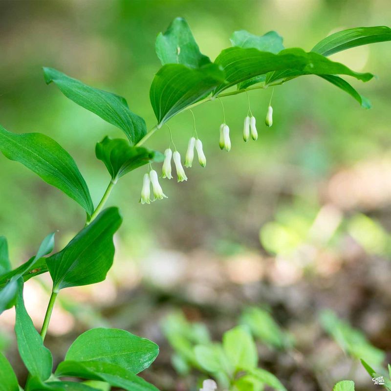 Solomon’s Seal (Polygonatum)