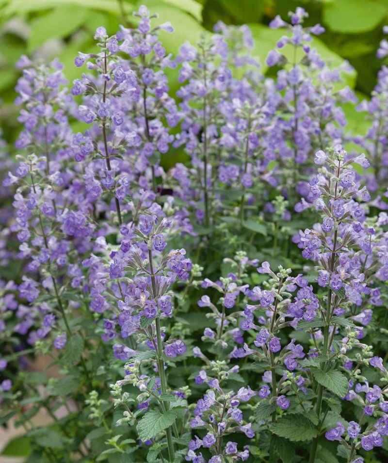 Catmint