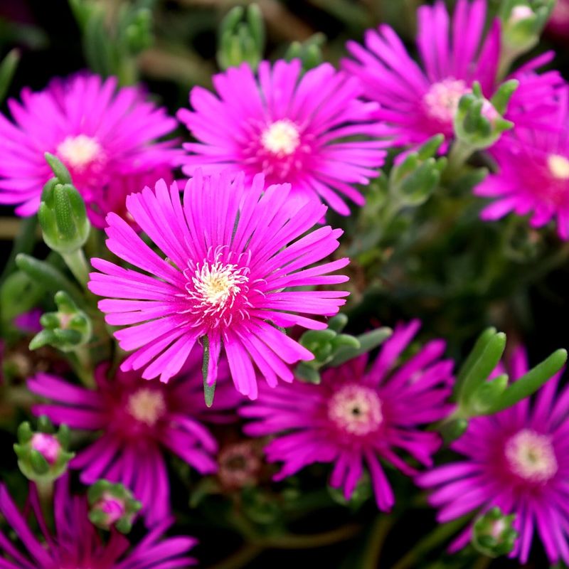 Ice Plant (Delosperma cooperi)