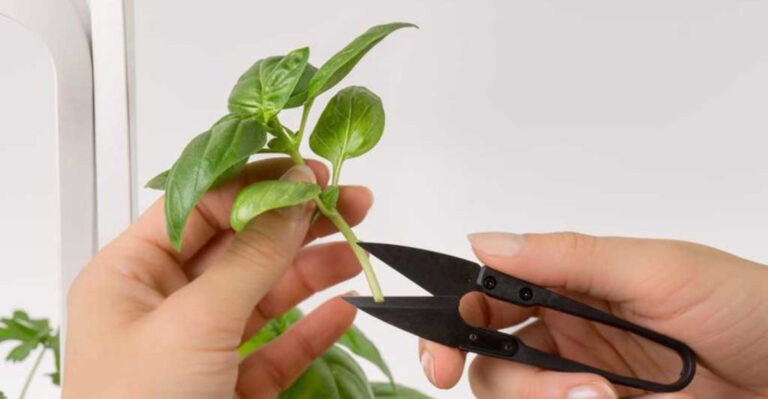 Avoid These Common Mistakes When Growing Herbs in Illinois Suburbs