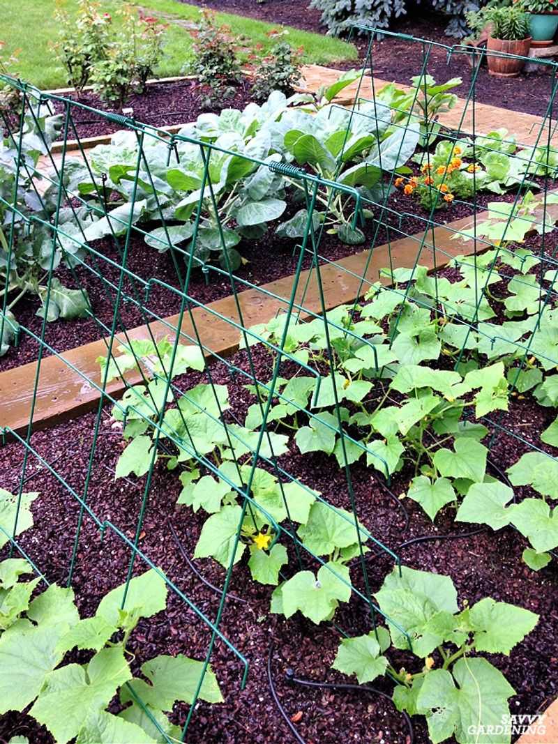 Great for Succession Planting