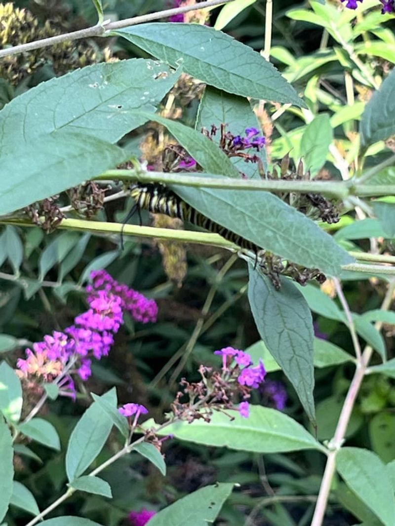 Buddleia