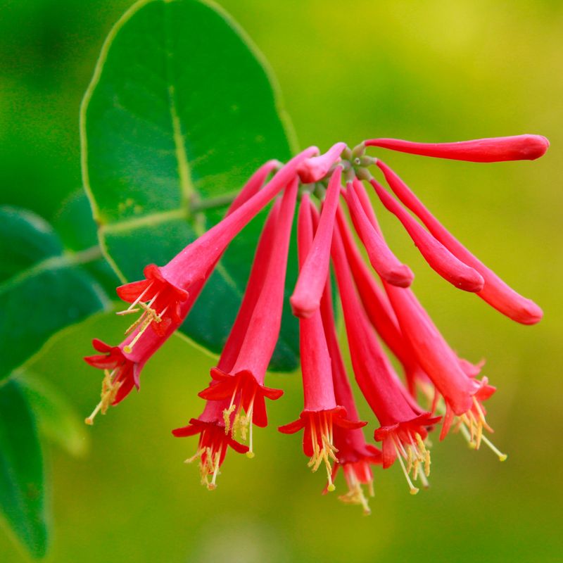 Coral Honeysuckle