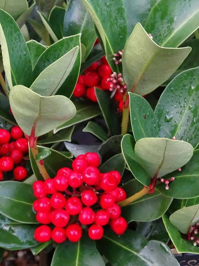 Skimmia Japonica