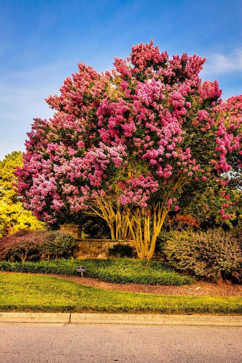 Crape Myrtle Trees