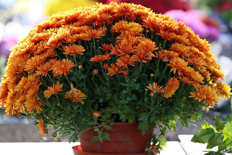 Chrysanthemum - Autumn's Golden Glory