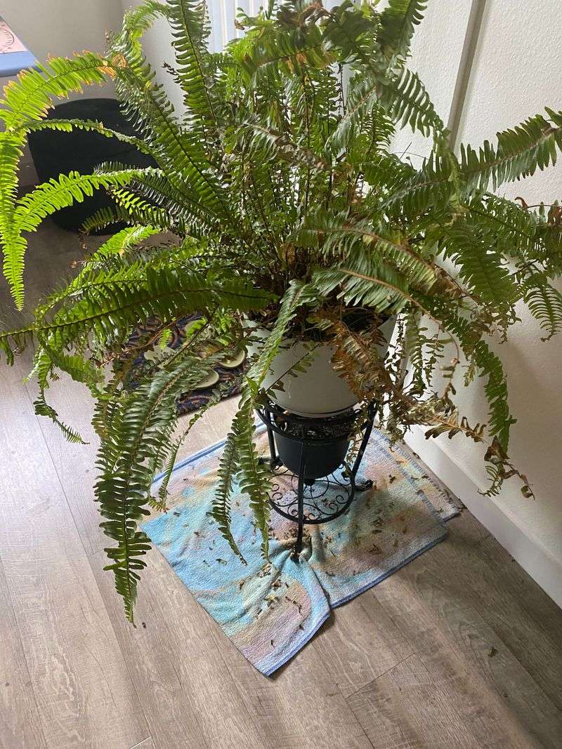 Boston Fern