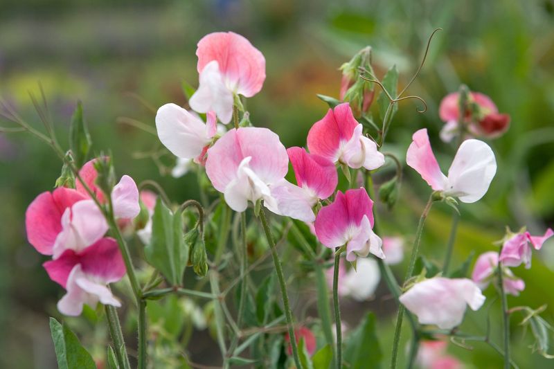 Sweet Peas (Lathyrus odoratus)