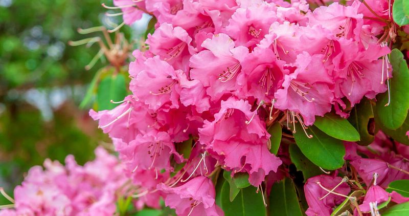 Rhododendrons