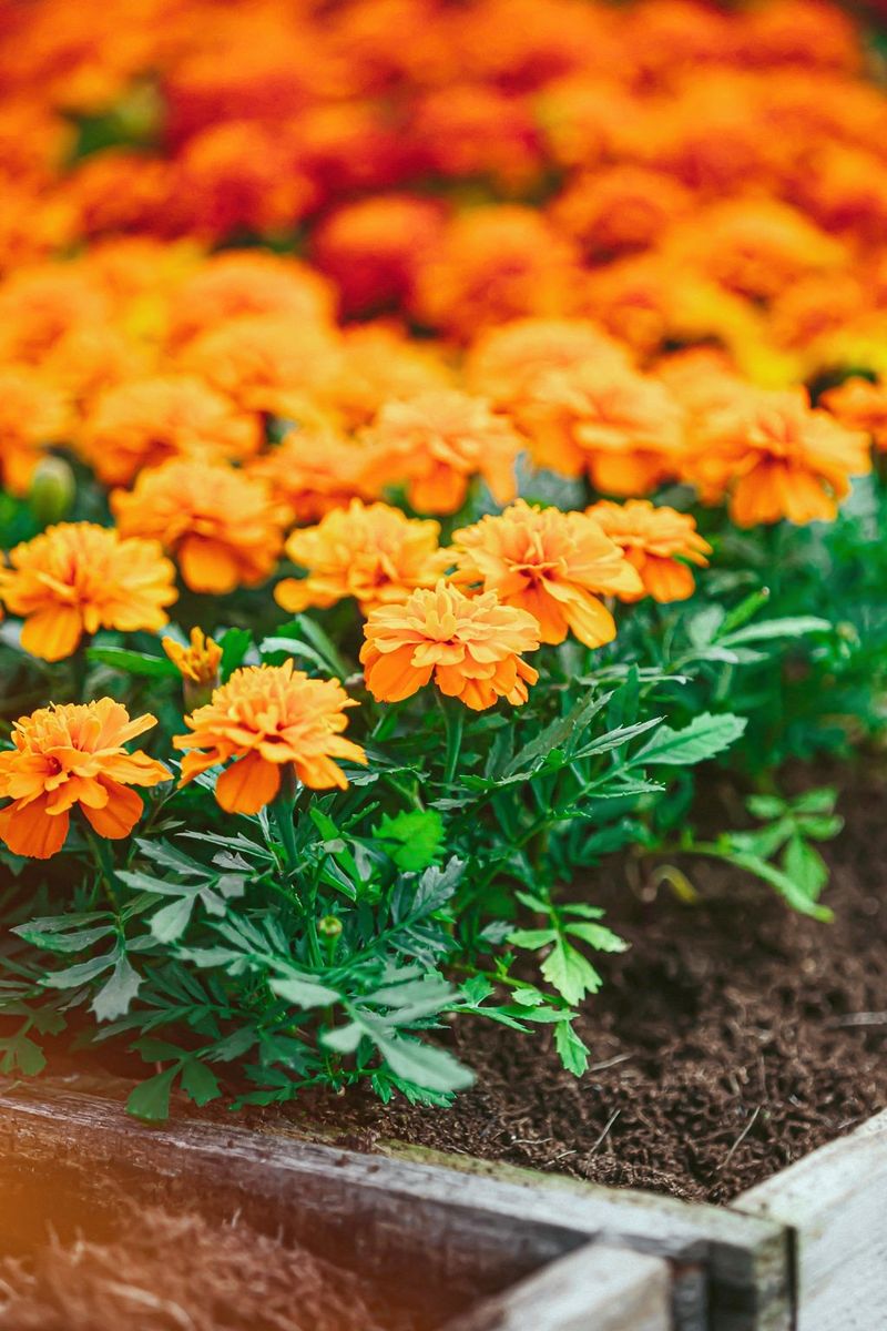 Marigolds