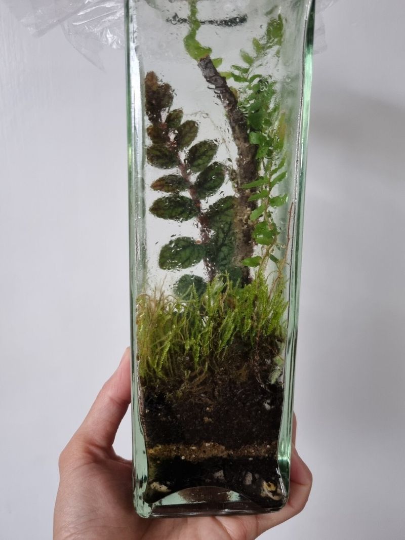 Pellionia repens (Trailing Watermelon Begonia)