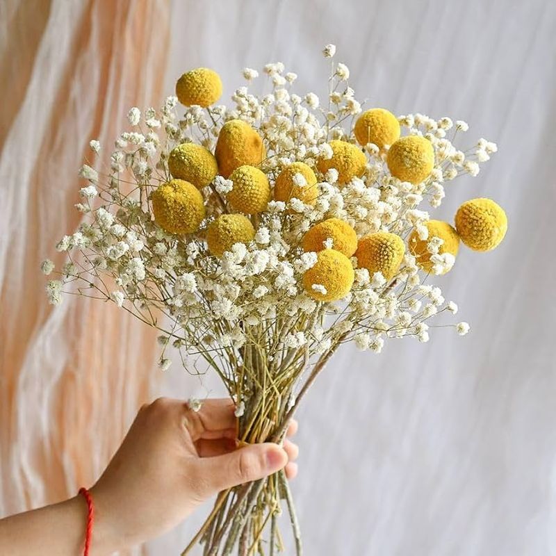 Craspedia (Billy Buttons)